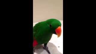Happy's dancing trick-Parrot dance