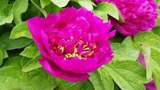 Tree Peony - Shou An Hong, 4k version