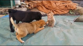 Cute Gestures Of Baby Monkey Playing With Father And Two Puppy