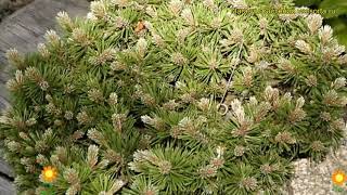 Сосна горная Парадекиссен. Краткий обзор, описание характеристик pinus mugo Paradekissen