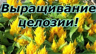 ЦЕЛОЗИЯ ГРЕБЕНЧАТАЯ -СРОЧНО ПИКИРУЕМ!