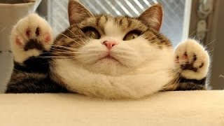 Funny & Cute Cat Compilation Video | 4K