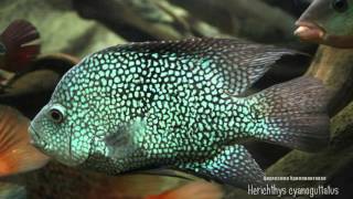 Herichthys cyanoguttatus (Texas cichlid, Цихлазома бриллиантовая)