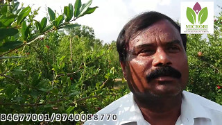 Can Bacterial blight be controlled in Pomegranate ? DR.Soil used