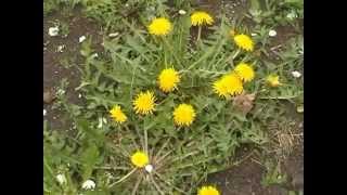 Салат из листьев одуванчика и крапивы. Чай из корней одуванчика. Это полезно!