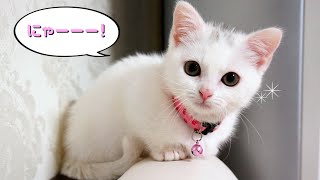 お腹が空いたと鳴くマンチカン子猫！　 The Munchkin Cat meowing when she is hungry.So cute kitten!