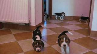Beagle puppies 7 weeks old