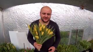 Вирощування тюльпанів. Тюльпан Йокогама. Tulips Yokohama / Выращивание тюльпанов. Тюльпан Йокогама.