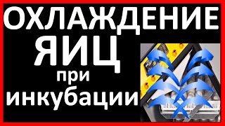 Охлаждение яиц при инкубации / Опрыскивание яиц во время инкубации