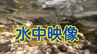 琵琶湖 水中映像 流れ込み 小鮎