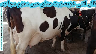 فریزن نسل کی خوبصورت گائے فار سیل منڈی میں دھوم مچانے والی بہت دودھ دینے والی