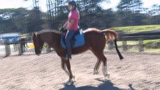 Skittles 8 year old Riding Pony x Stock Horse For Sale