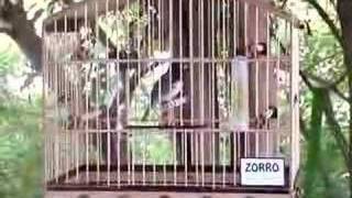 Zorro fibra pura