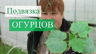 Как подвязать огурцы. Отличный способ.(21.05.2016 г.)