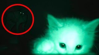 КОТЫ ВИДЯТ ПРИЗРАКОВ, КОТОРЫЕ ИХ ПУГАЮТ // МоМо