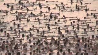 Больше тысячи людей разделись на берегу Мертвого моря