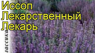 Иссоп лекарственный Лекарь. Краткий обзор, описание характеристик hyssópus officinális