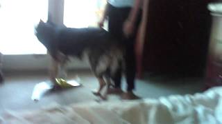 Angus the Super Shepherd