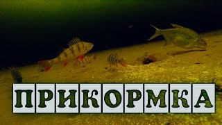 Прикормка - подводная съемка: окунь, подлещик, плотва