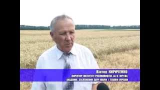 Інститут В. Я. Юрьева, озимые 2010 год