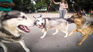 Немецкая овчарка нападает на стаю хаски  |  собаки на прогулке