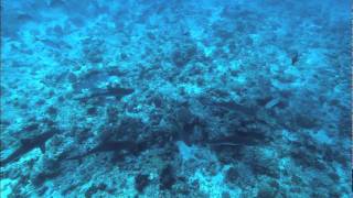 坂東玉三郎「海の玉三郎 Palau 2011」
