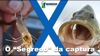Como preparar, iscar e trabalhar o Camarão para Tucunaré
