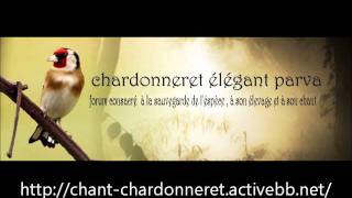 chant chardonneret d'Algerie Royal top chant complet !!! http://chant-chardonneret.activebb.net/