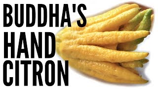 BUDDHAS HAND Taste Test & CANDIED CITRON Recipe | Fruity Fruits