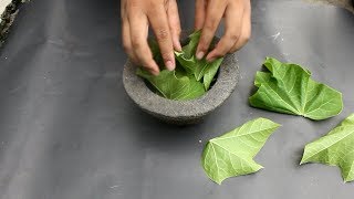 DAUN JARAK BIKIN BESAR MILIK LAKI LAKI