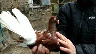 Ананьевские горбоносые голуби