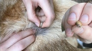 Огромные жирные противные клещи / Фронтлайн VS Барс + ошейник от блох и клещей