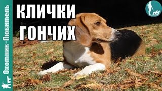 Клички гончих!