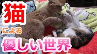 【感動】体調を崩した家族に寄り添う猫姉妹【アニマルセラピー】Cat sisters cuddling up with a family who lost physical condition