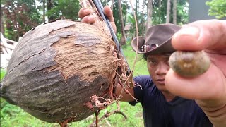 Ciri-ciri Buah Kelapa Yang Ada Mustika Kelapanya..EDUKASI