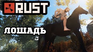 ГУСАРЫ и собственная ЛОШАДЬ в РАСТЕ - RUST #11