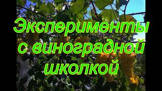 Эксперименты с виноградной школкой