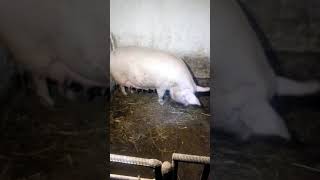 Свиноматка перед опоросом