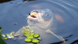Звуки рыб в воде. Аудио и фото от DOMIKru.net