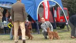 "Perros en acción" Buenos Aires Kennel Club