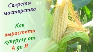 19.Как вырастить кукурузу от А до Я. Лучший сорт кукурузы