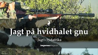 Jagt på hvidhalet gnu - Jagt i Sydafrika