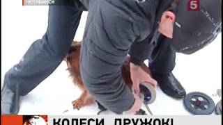 Про инвалидные коляски для животных
