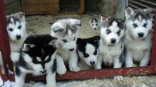 My Huskimo Puppies (4 weeks old)