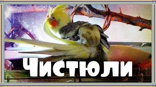 Попугаи Боня и Яша чистят свои перышки.
