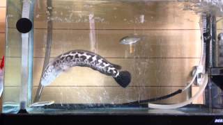 カムルチーの小魚捕食　－ Northern snakehead attacks a small fish