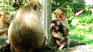 Surprise! Orphan Baby Maci Tries Nursing Newborn Jilla, She She Protect Jilla Learns Walking