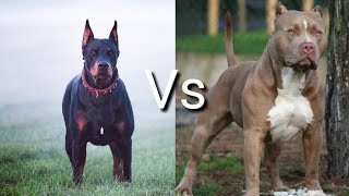 Доберман против Питбулья! КТО СИЛЬНЕЕ?
Doberman VS Pitbull! WHO IS STRONGER?