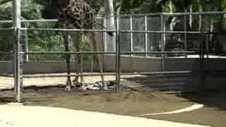 Giraffe gives Birth at the San Diego Zoo - 8/19/08