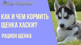Как и чем кормить щенка хаски - что можно и что нельзя. Рацион щенка